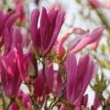 Magnolia 'Susan' - Afbeelding 1