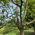 Carpinus betulus - 4