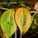 Prunus x Subhirtella 'Autumnalis' - herfstkleuren impressie