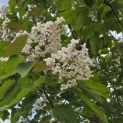 Catalpa erubescens 'Purpurea' - Foto 3