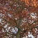 Fagus sylvatica 'Atropunicea' - 2