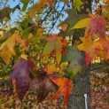 Liquidambar styraciflua - 6