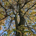 Liquidambar styraciflua - 8