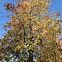 Liquidambar styraciflua - 7