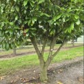 Prunus laurocerasus 'Rotundifolia' - Foto 3