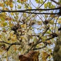Platanus x hispanica - 3