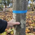 Platanus x hispanica - 4