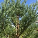 Sequoiadendron Giganteum Healthy Mammoth One - Foto 2