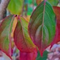 Cornus kousa 'Milky Way' - herfst