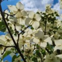 Cornus kousa 'Milky Way' - Afbeelding 2