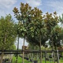 Magnolia grandiflora 'Goliath' - Foto 5