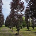 Fagus sylvatica 'Atropunicea' - 1
