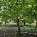 Carpinus betulus - 4