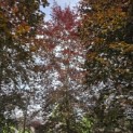 Fagus sylvatica 'Atropunicea' - 2