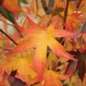 Liquidambar styraciflua 'Worplesdon' - 1