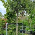 Quercus ilex - Foto 1