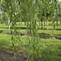 Salix x sepulcralis 'Chrysocoma' - Foto 6