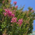 Lagerstroemia indica 'Rosea' - 2