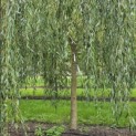 Salix x sepulcralis 'Chrysocoma' - Foto 3