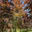 Fagus sylvatica 'Atropunicea' - 5
