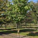 Idesia Polycarpa - 3