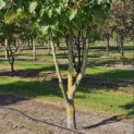 Idesia Polycarpa - 2