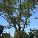 Salix babylonica 'Tortuosa' - Foto 4