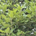 Quercus ilex - Foto 1
