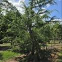 Cedrus deodara - 5