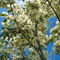 Cornus kousa 'Milky Way' - Foto 6