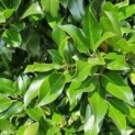 Ilex altaclerensis 'Camelliifolia', hulst