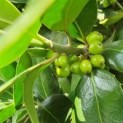 Ilex altaclerensis 'Camelliifolia', hulst onrijpe bessen