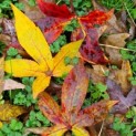 Liquidambar styraciflua - impressie herfstkleuren
