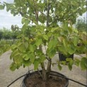 Davidia involucrata - 3
