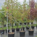 Liquidambar styraciflua op voetstam - Foto 1