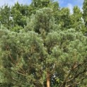 Pinus sylvestris - 6