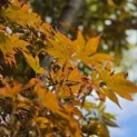 Acer palmatum 'Kurabu-Yama' - Foto 2