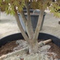 Acer palmatum 'Kurabu-Yama' - Foto 3