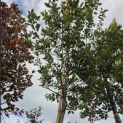 Quercus ilex - 2