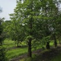 Metasequoia glyptostroboides - Foto 2