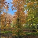 Fagus sylvatica 'Atropunicea' - 4