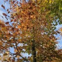 Fagus sylvatica 'Atropunicea' - november 2025