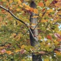 Fagus sylvatica 'Atropunicea' - 3
