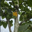 Tilia x flavescens 'Glenleven' - 3