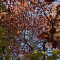 Fagus sylvatica 'Atropunicea' - Foto 2