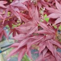 Acer palmatum 'Bloodgood' - Foto 5