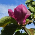 Magnolia 'Lennei' - 5