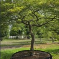 Acer palmatum 'Dissectum' - Foto 6
