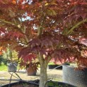 Acer palmatum 'Fireglow' - 9