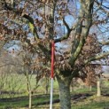 Carpinus betulus - 1